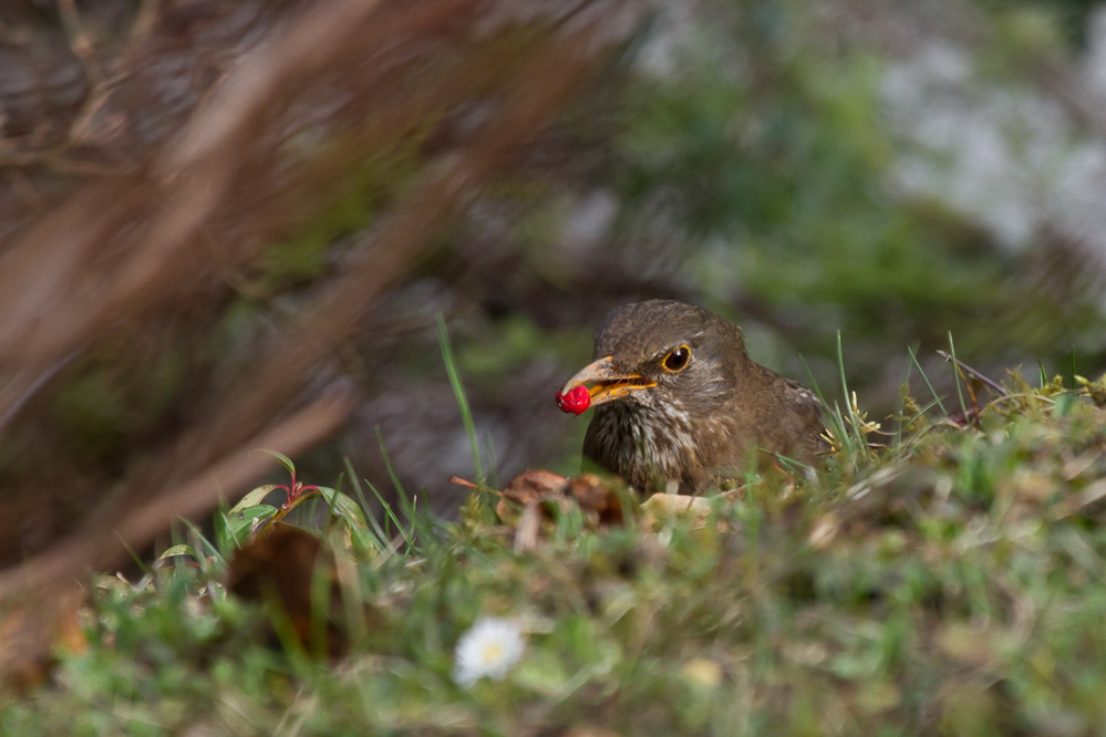 Natur - 013 - Amsel
