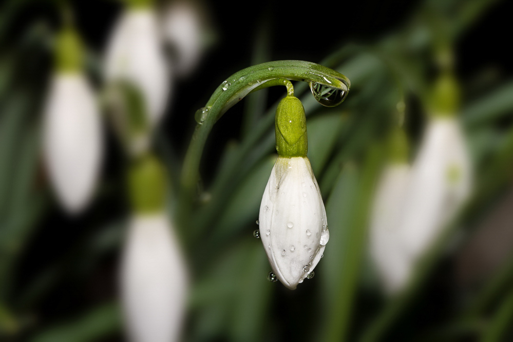 Natur - 016 - Tropfen