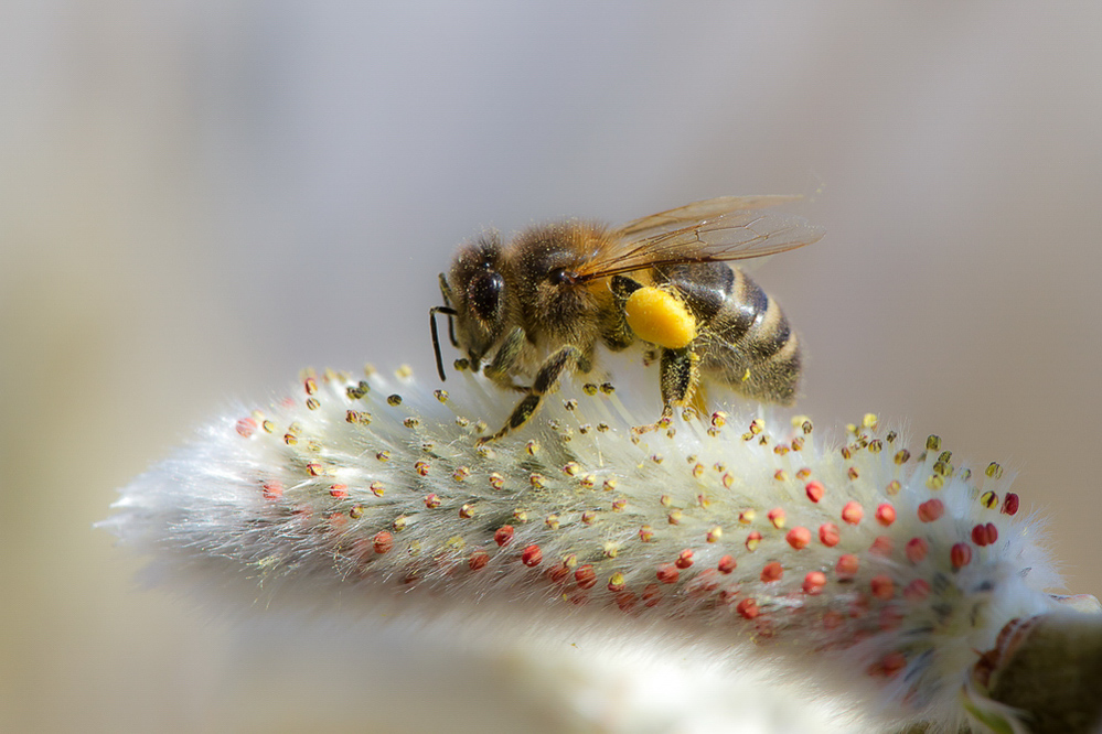 Natur - 017 - Frühling