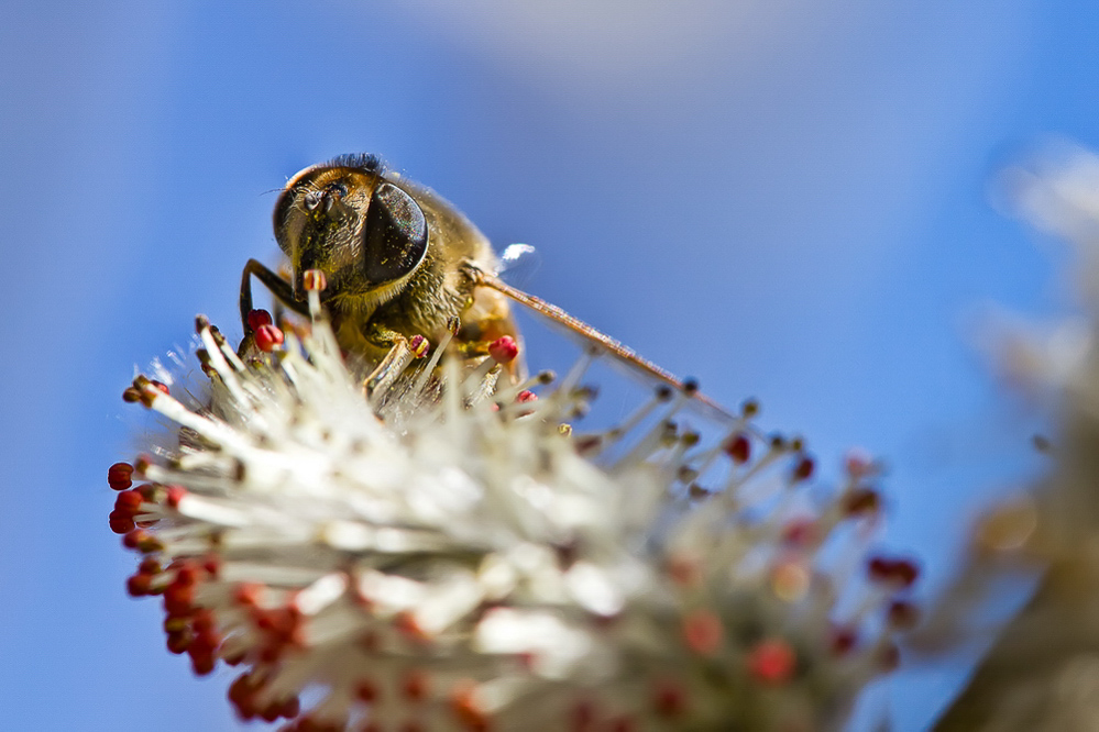 Natur - 018 - Frühling