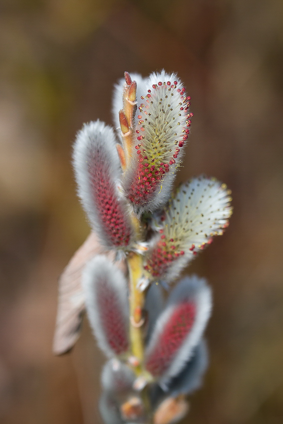 Natur - 019 - Frühling