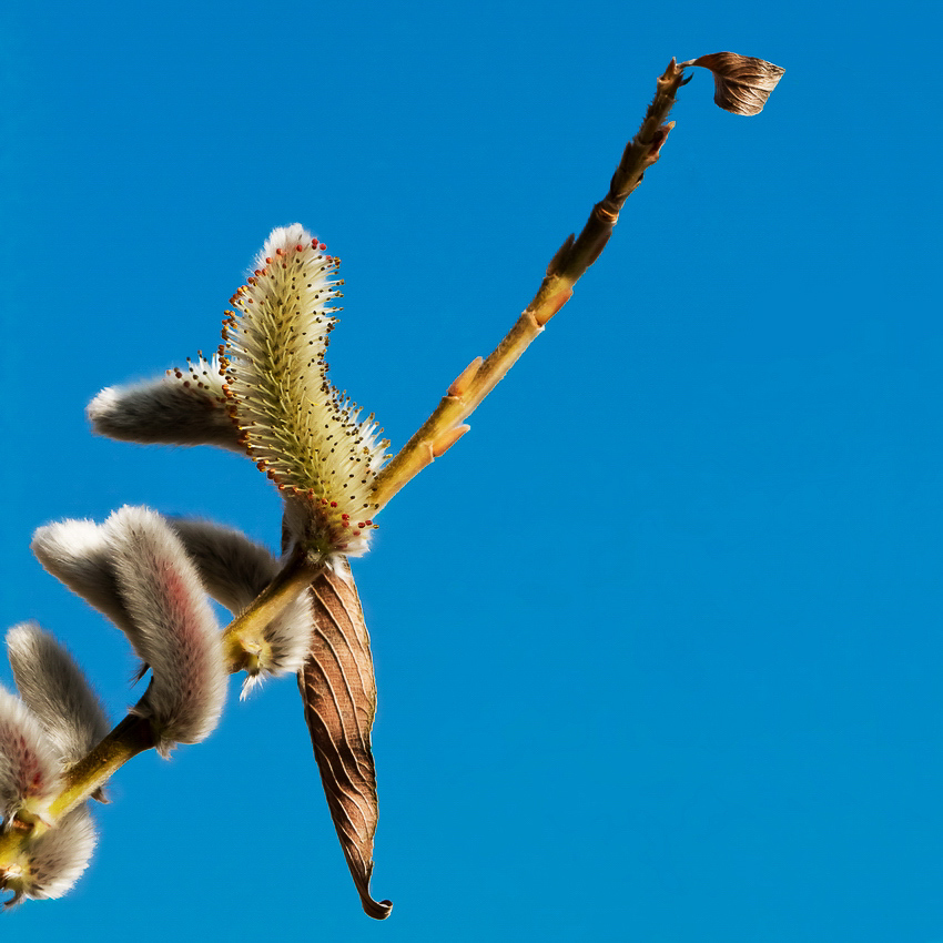 Natur - 020 - Frühling