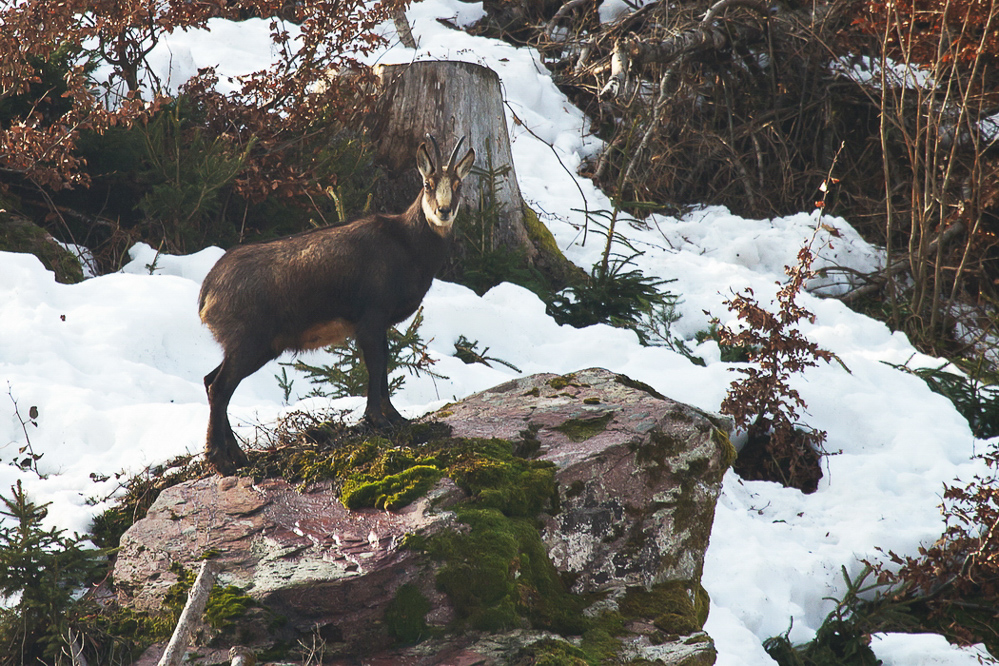 Natur 2012 - 011 - Gämse