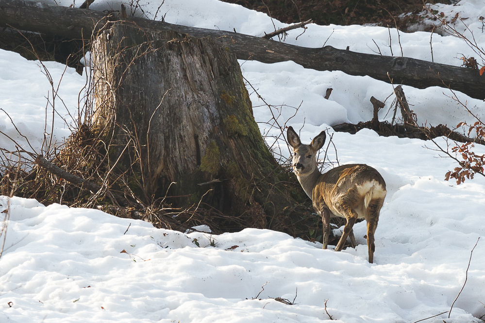 Natur 2012 - 012 - Rehgeiss