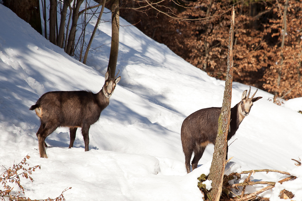 Natur 2012 - 013 - Na ihr zwei