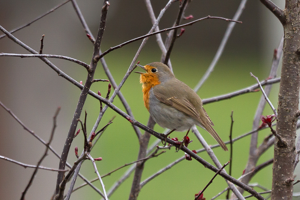 Natur 2012 - 016 - Rotkehlchen