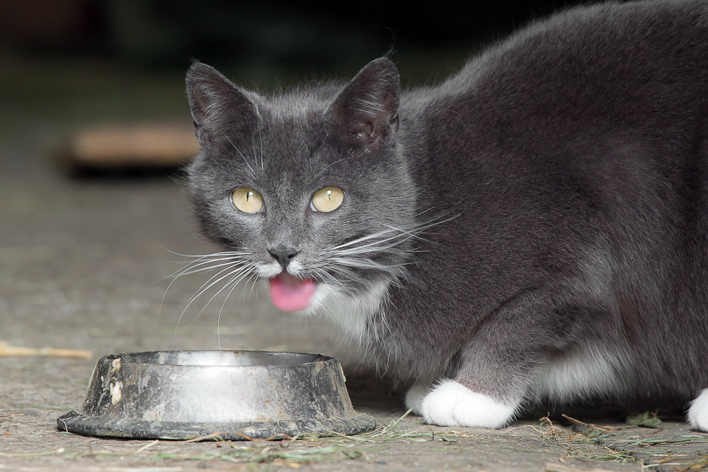 Natur 2012 - 018 - Guten Appetit
