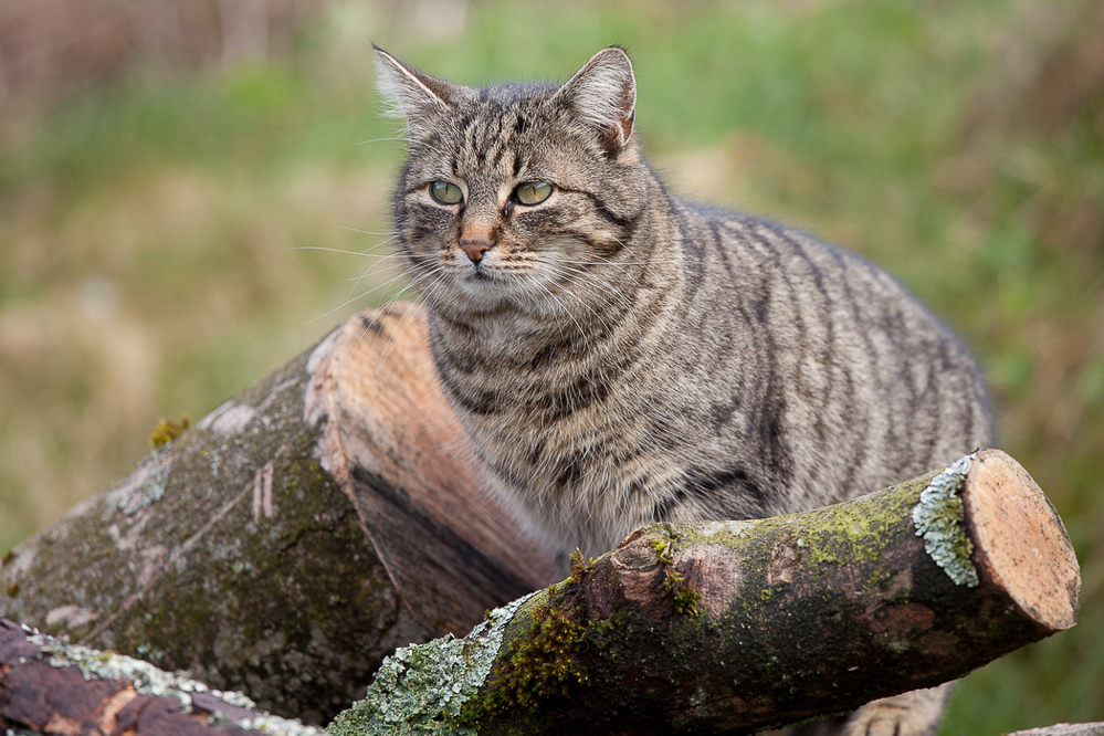 Natur 2012 - 021 - Portrait