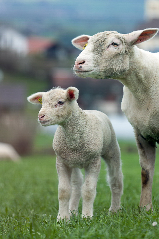 Natur 2012 - 026 - Mutter und Kind