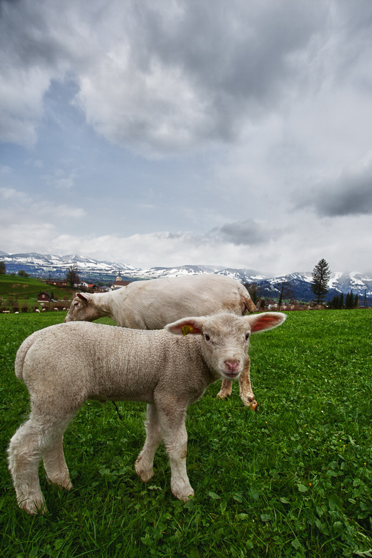 Natur 2012 - 027 - Auf der Wiese