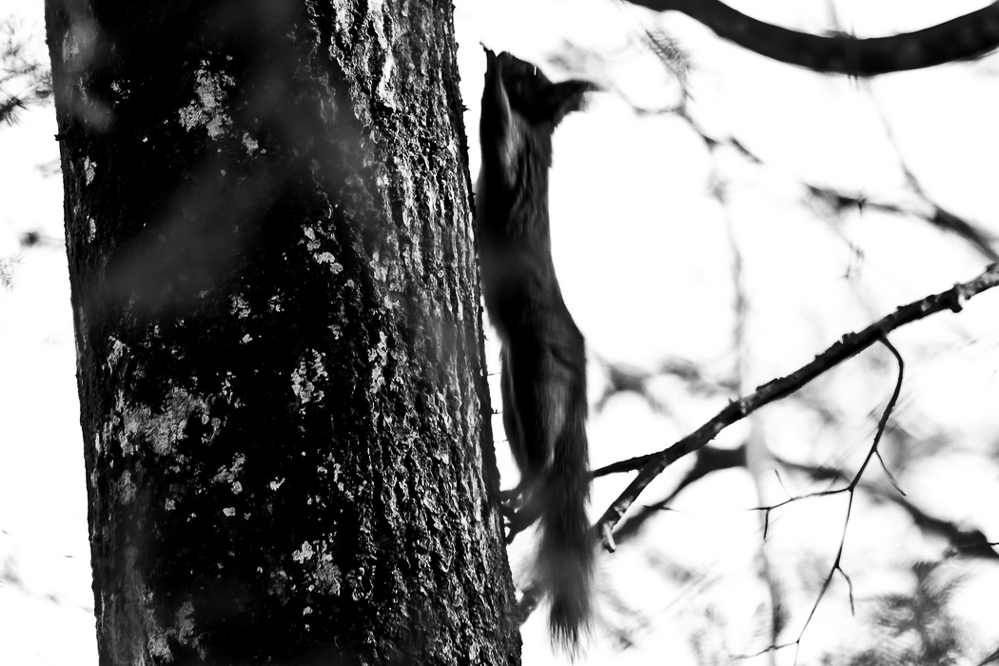 Natur 2012 - 032 - Baumläufer