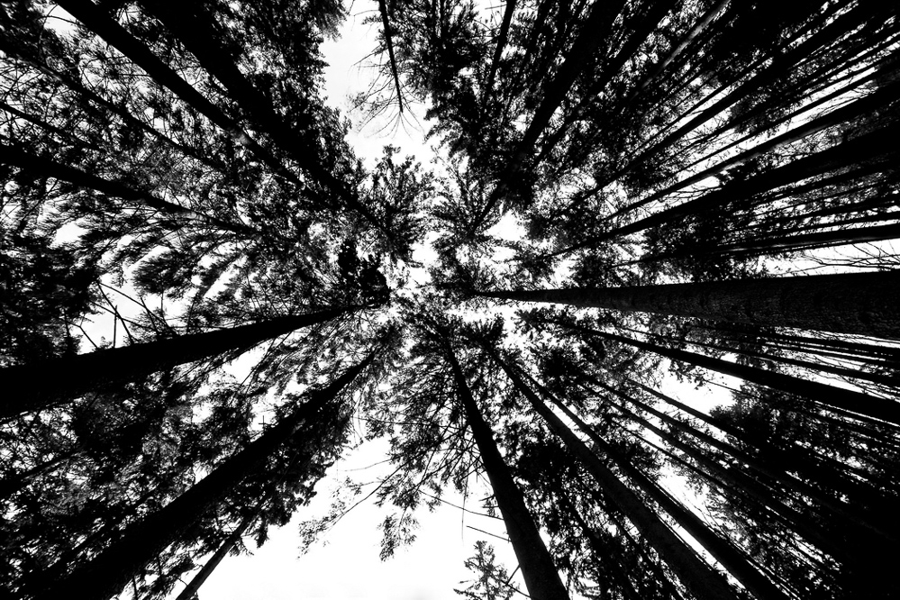 Natur 2012 - 036 - Die Krönung