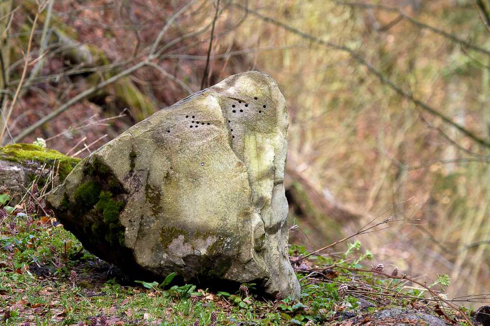 Natur 2012 - 042 - Löcher
