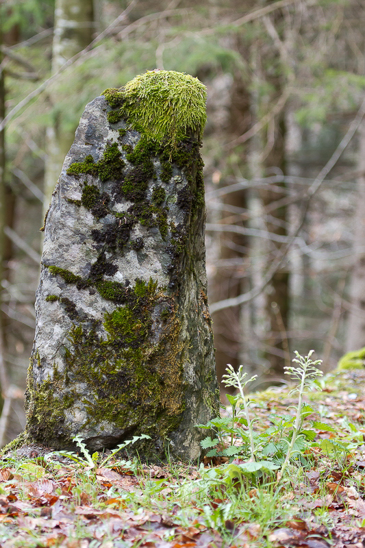 Natur 2012 - 043 - Steinmann mit Frisur