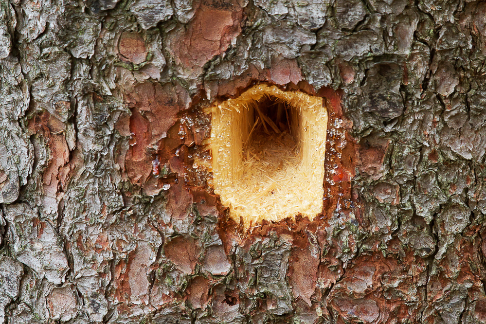Natur 2012 - 046 - Wohnungsneubau