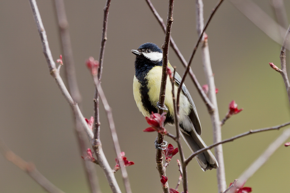 Natur 2012 - 050 - Schlussakkord