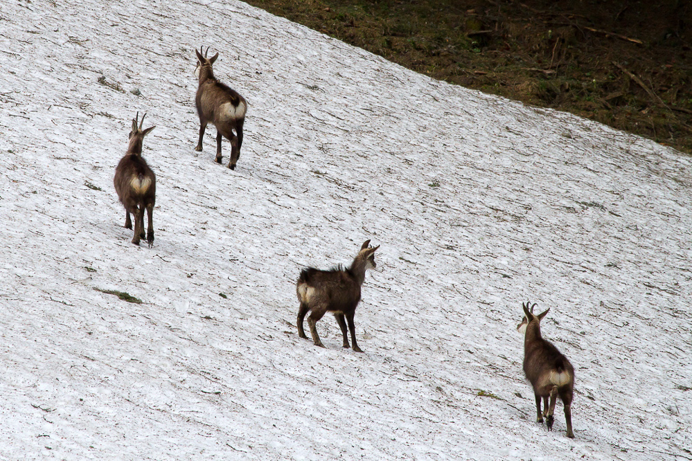 Natur 010 - Im Schnee.jpg