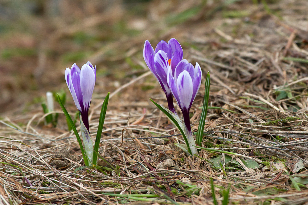 Natur 012 - Krokus