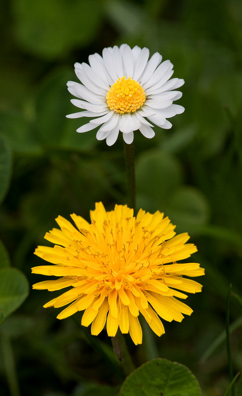 Natur 013 - Gelb