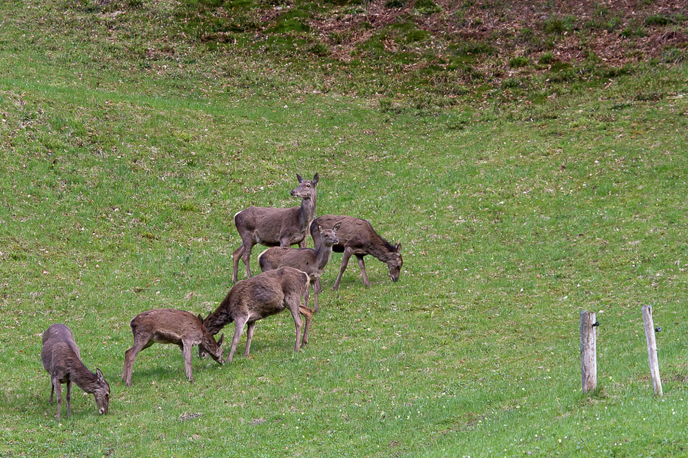 Natur 017 - Hirsche am Waldrand