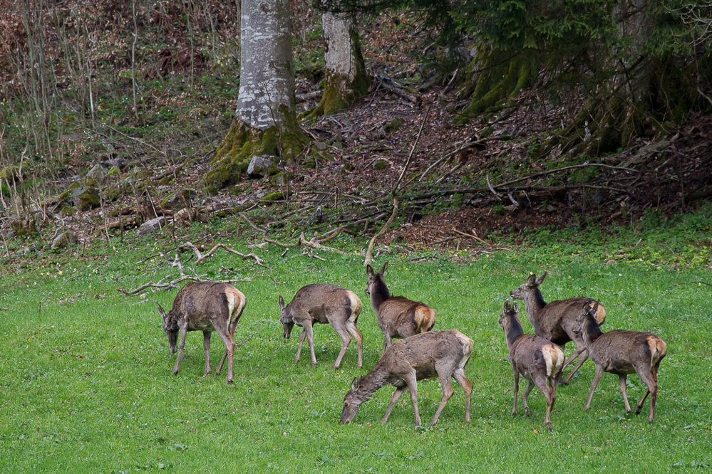Natur 018 - Hirsche am Waldrand