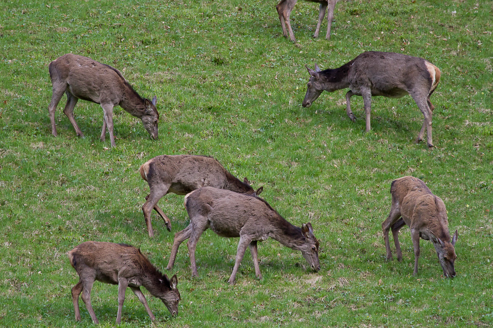 Natur 019 - Hirsche am Waldrand