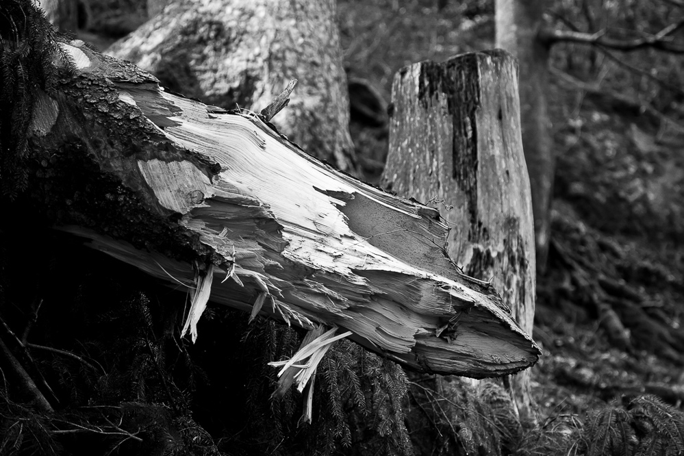 Natur 023 - Abbruch