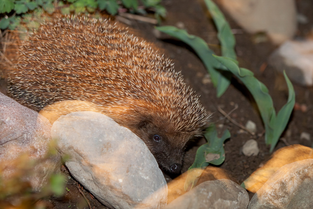 Natur 024 - Igel im Garten