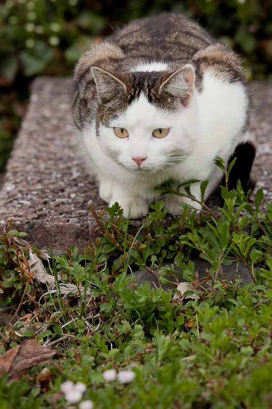 Natur 025 - Gian
