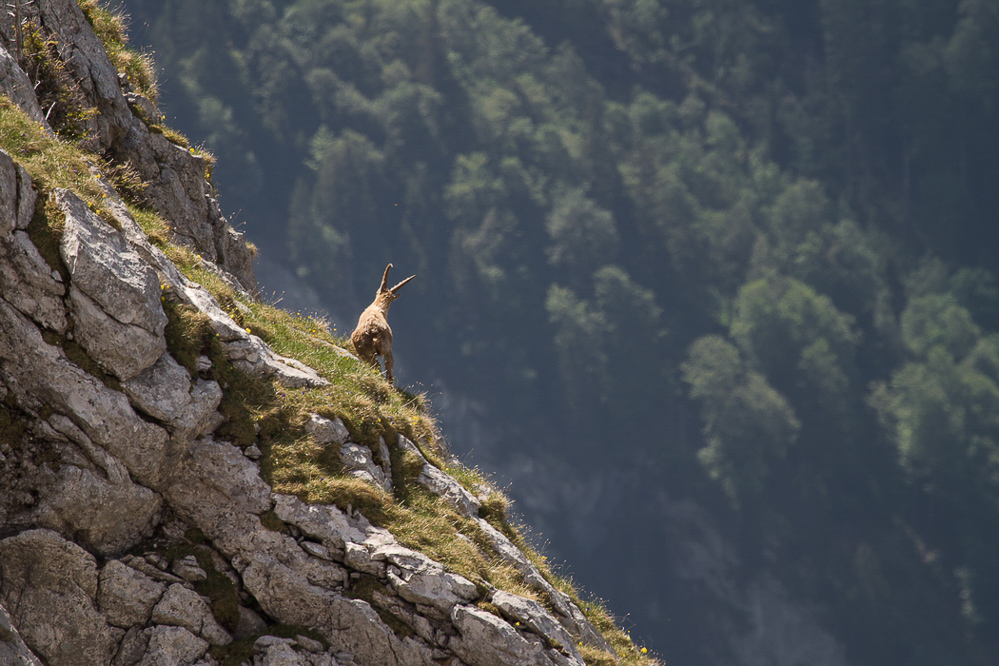 Ochsenkopf - 004 - Steinbock