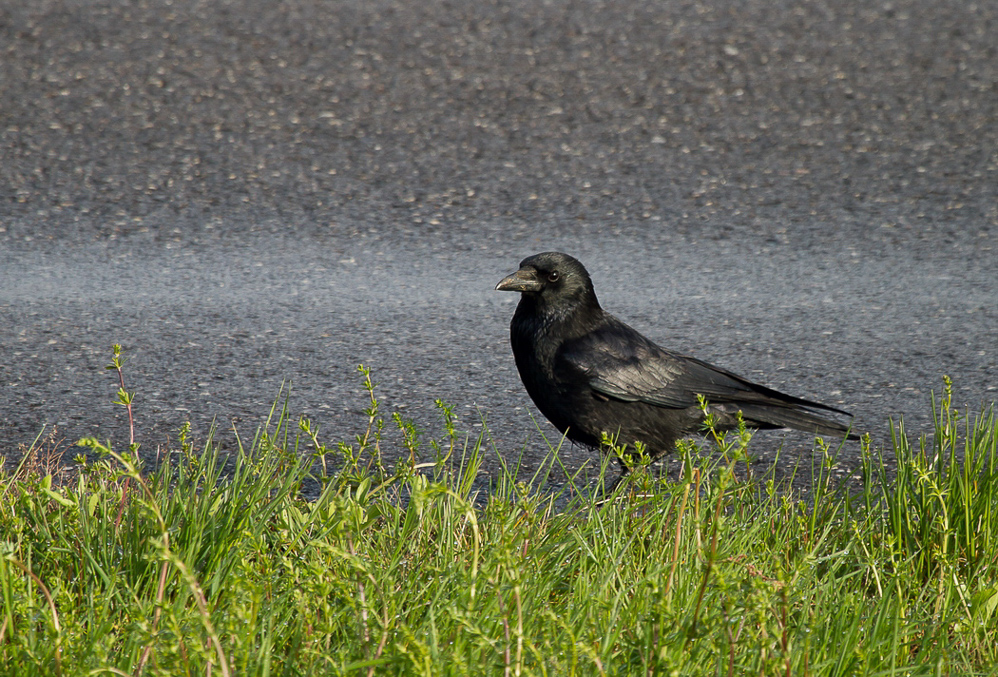 Payerne - 006 - Graag