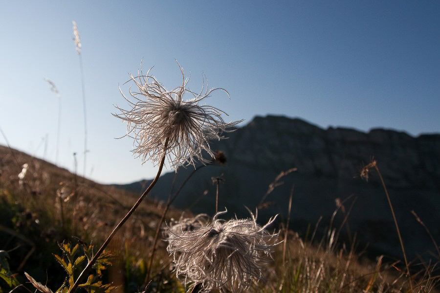 PS@Mollis - 009 - Blume