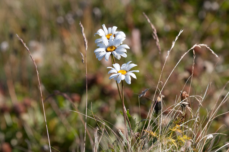 PS@Mollis - 012 - Blume