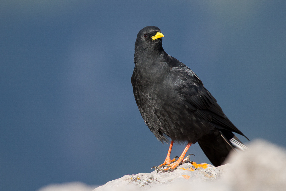 psglaernisch12_029