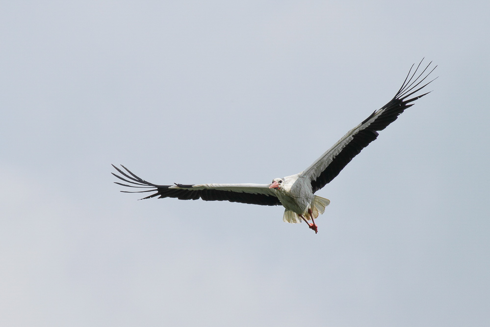 038_Storch im Anflug