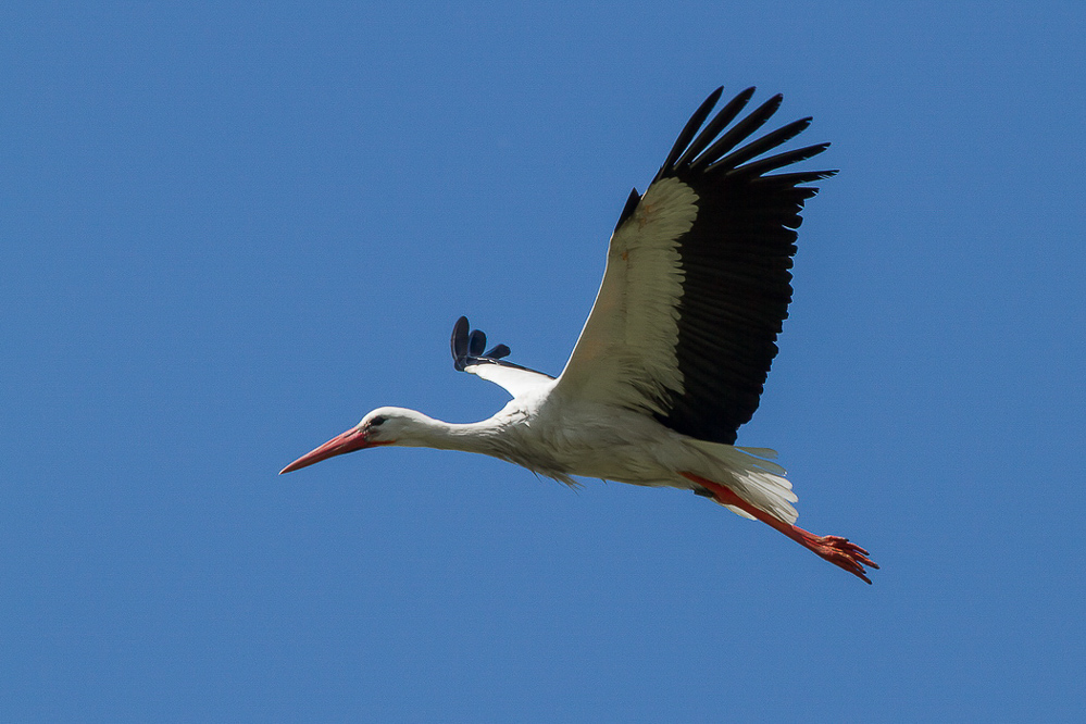 039_Storch im Anflug