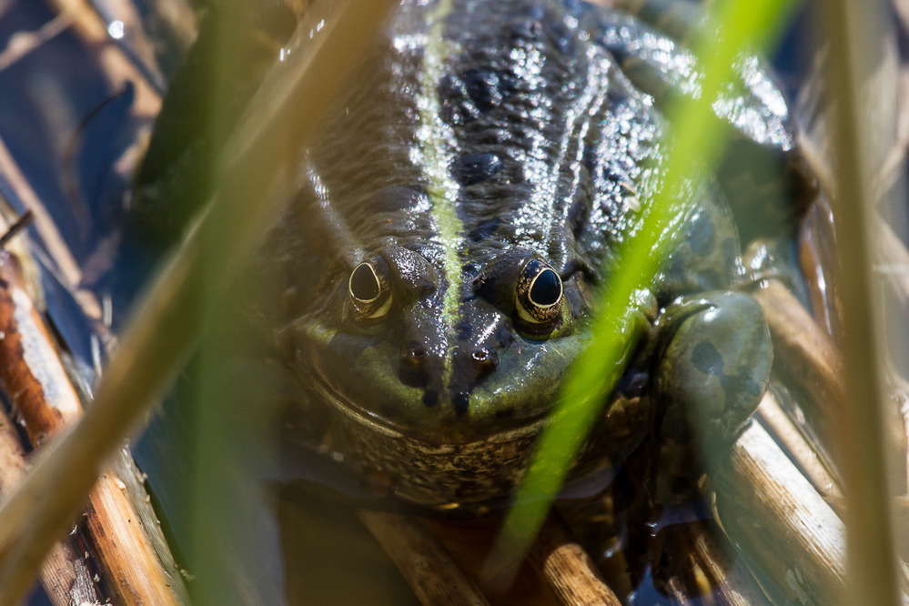 042_Teichfrosch