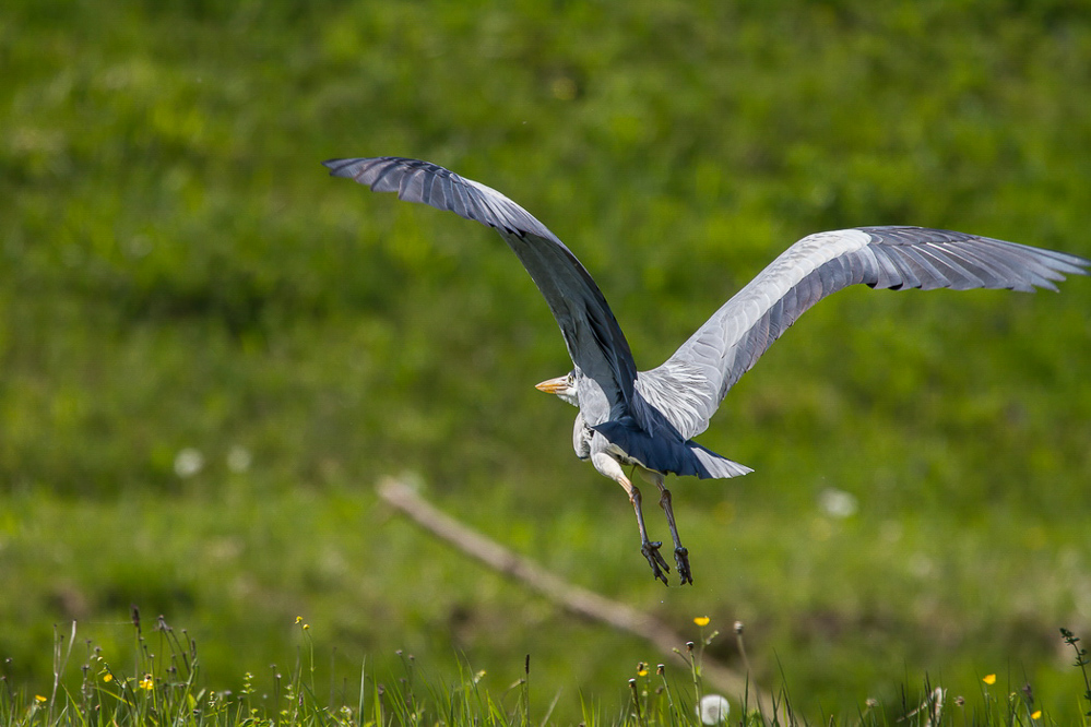 046_Graureiherfluchtabflug