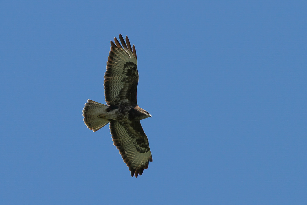 047_Bussard