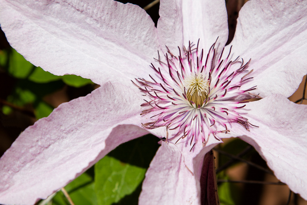 Querschnitt 012 - Blume