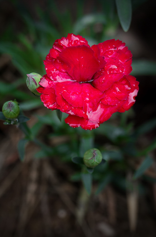 Querschnitt 013 - Noch eine Blume