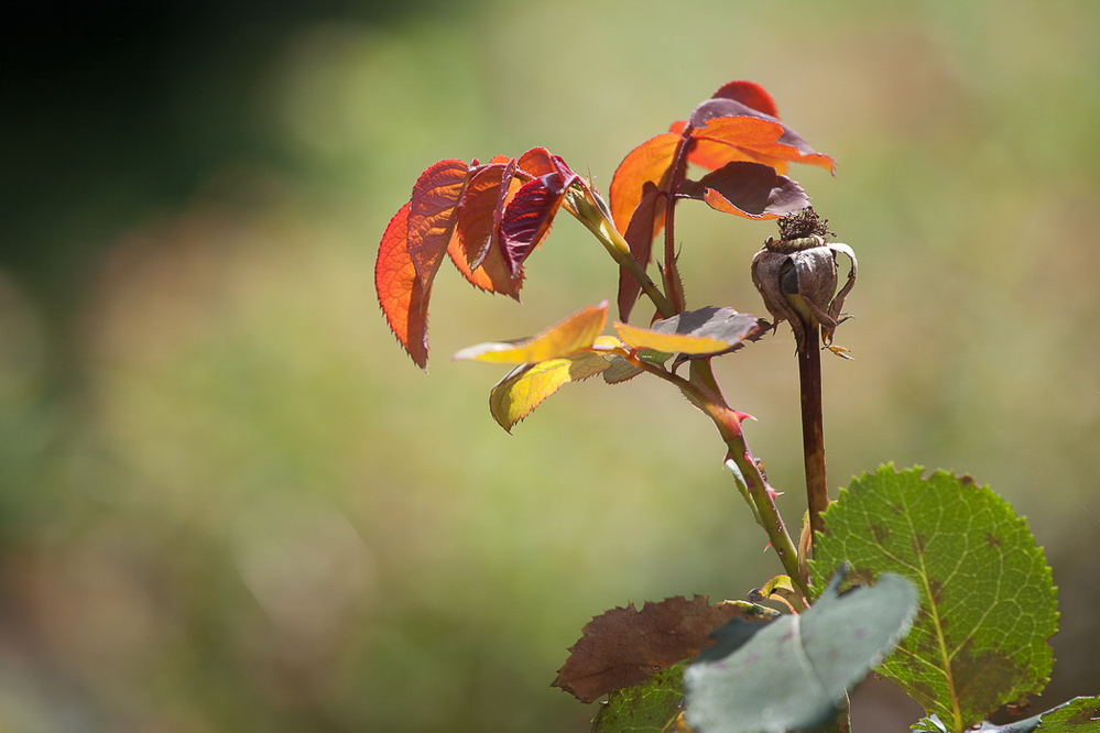 Querschnitt 2 - 004 - Herbst