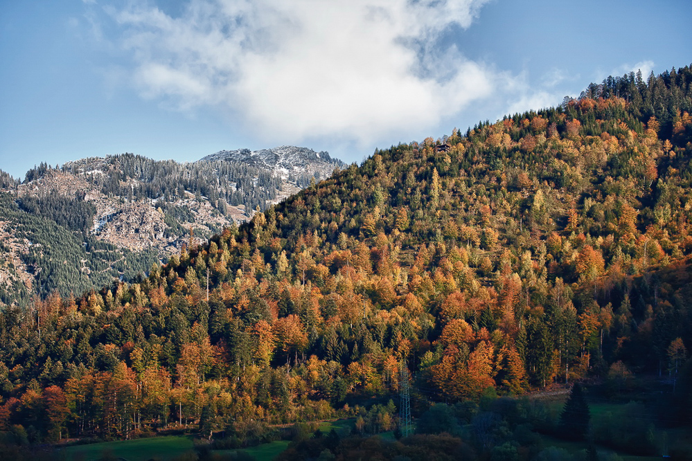 Querschnitt 2 - 007 - Herbstwald