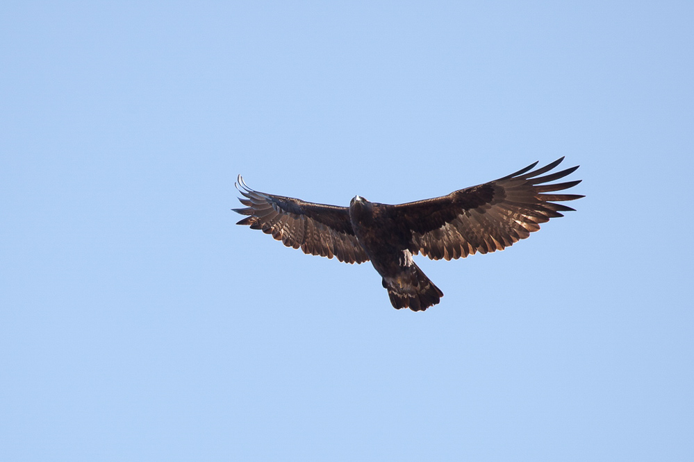 Querschnitt 2 - 011 - Steinadler
