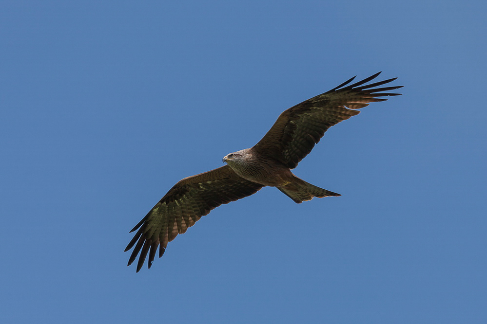 revita_036