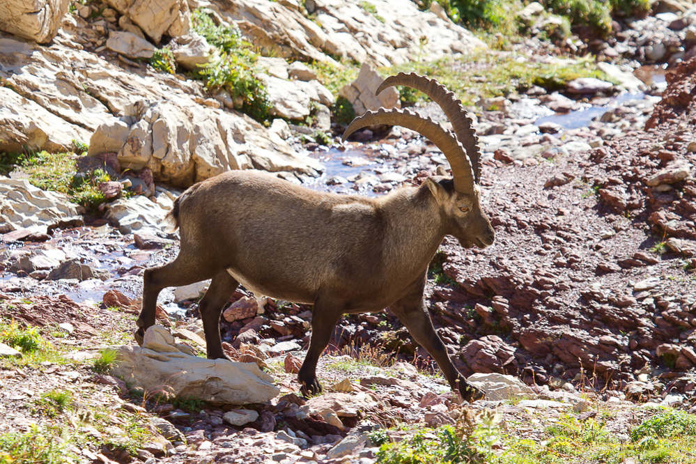 Schiltgebiet - 011 - Steinbock