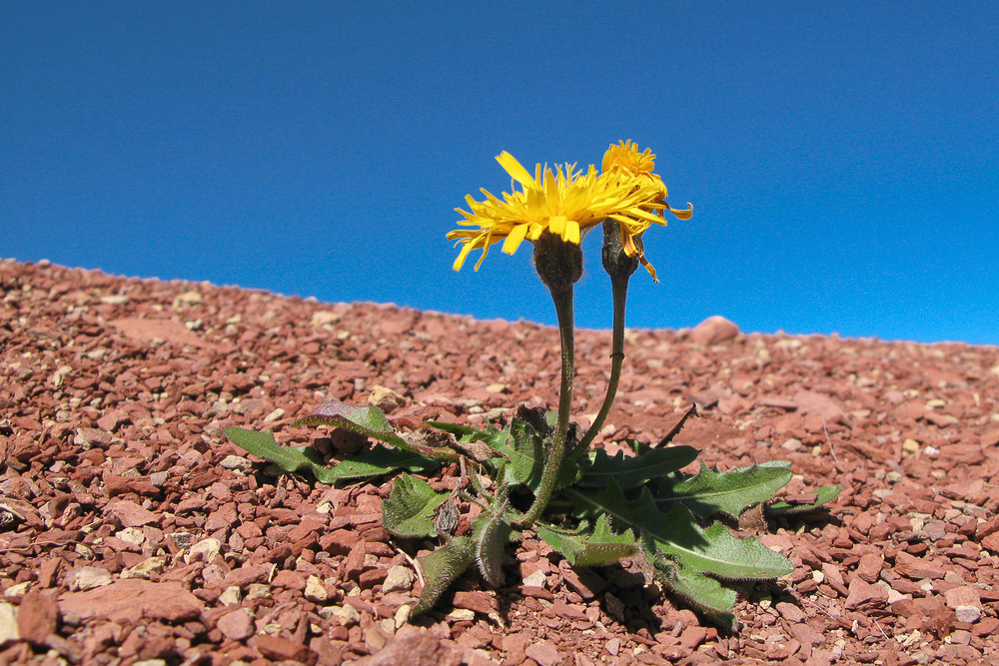 Schiltgebiet - 028 - Flower-Power