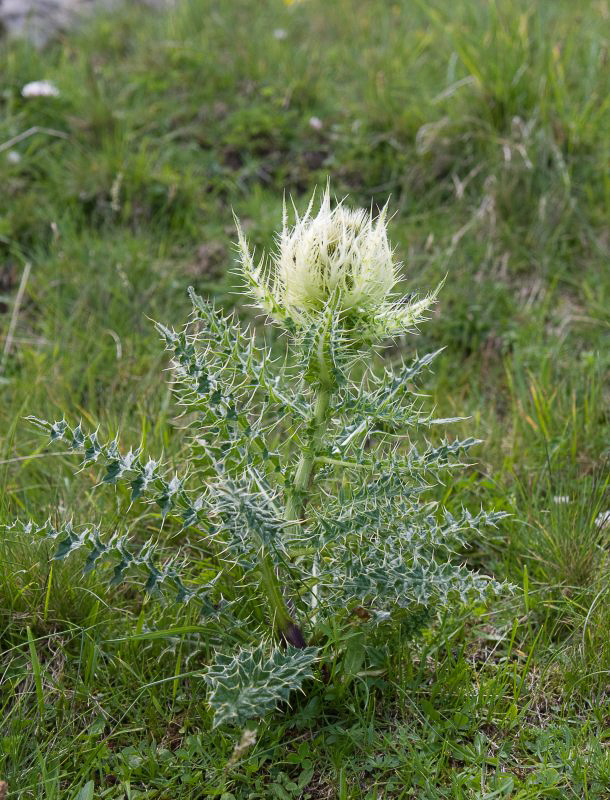 Silberen - ©MD - 033 - Distel
