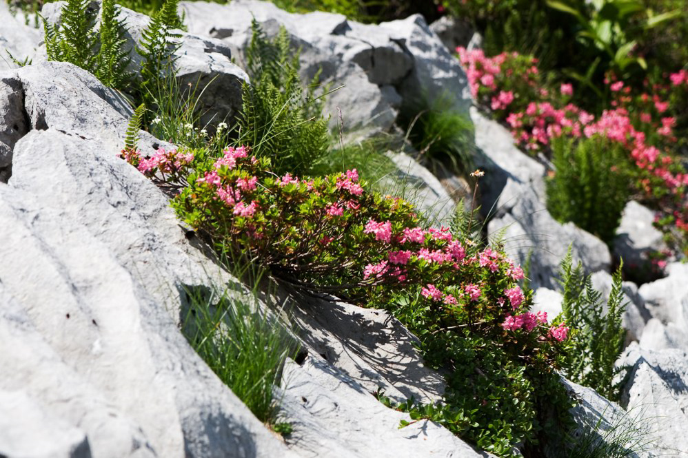 Silberen - ©MD - 034 - Alpenrosen