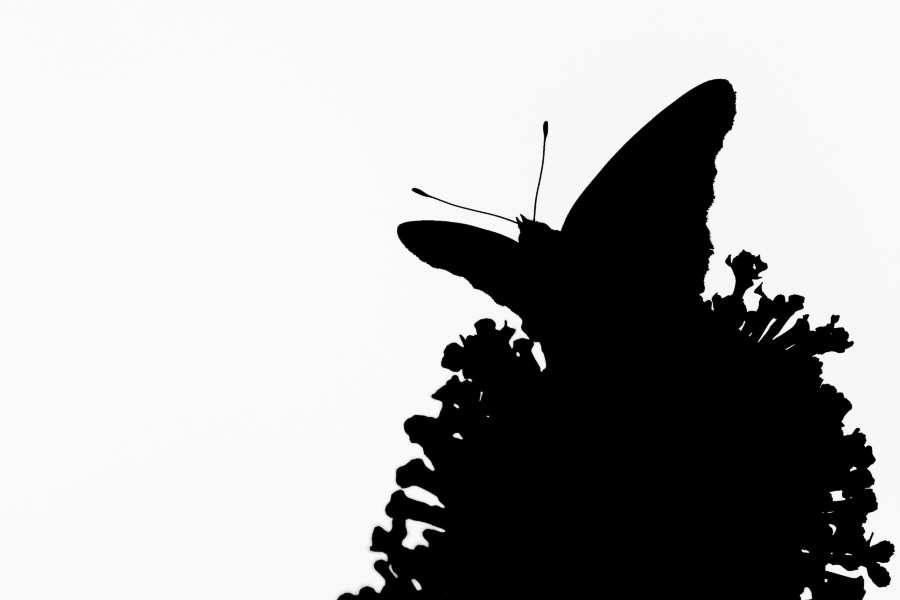 Sommer 09 - 007 - Schmetterling @ Sommerflieder